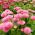 Százszorszép - rózsaszín - 600 magok - Bellis perennis
