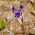 Pamacsos mézontófű - Phacelia campanularia - Remek napos virágágyásokba és szegélyekhez! - Friss vetőmagok