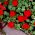 Balsamine de Waller - Impatiens walleriana - 180 graines