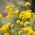 Graines d'Alysson des montagnes - Alyssum montanum - 500 graines