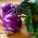 Purple Kohlrabi Alka seeds - Brassica oler convar. acephala var. gongylodes - 520 seeds