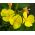 Semințe mixte de primăvară - Oenothera sp.