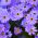 Ausztrálszázszorszép - színkeverék - Brachyscome iberidifolia - Nyári, sokszínű virágszépség - Friss vetőmagok