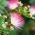 Persian Silk Tree seeds - Albizia julibrissin