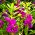 Kerti balzsam, Jewelweed magok - Impatiens balzsamina - 100 mag - Impatiens balsamina