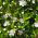 بذور الآس - Myrtus communis - 18 بذور - Myrtus communis L. - ابذرة