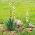 Yucca, Ádám tűmagjai - Yucca filamentosa - 20 mag - magok