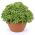 Fesleğen Minette tohumları - Ocimum basilicum - 1300 tohum - Ocimum basilicum var minimum
