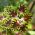 Flame Semená žihľavy - Coleus blumei - 66 semien - Plectranthus scutellarioides