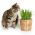 Graines de d'Herbe à Chat