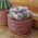 Vortekaktus - mix - 50 frø - Mammillaria