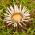 Carlina angélica - 75 semillas - Carlina acaulis ssp. simplex