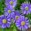 Ausztrálszázszorszép - színkeverék - Brachyscome iberidifolia - Nyári, sokszínű virágszépség - Friss vetőmagok