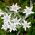Edelweiss seeds - Leontopodium alpinum - 750 seeds