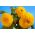 Slunečnice roční vysoká plná - Helianthus annuus - Zlatí obři, vysoké a zářivé květy - Čerstvá semena