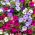 Petúnia - Erkély Keverék - Petunia x hybrida pendula - Buján omló hajtások, lenyűgöző függő szépség - Friss vetőmagok