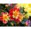 Dahlia - Collarette Dandy - Mixed - Dahlia pinnata - Perfect for Planters, Beds, and Borders - Fresh Seeds