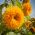 Slunečnice roční vysoká plná - Helianthus annuus - Zlatí obři, vysoké a zářivé květy - Čerstvá semena