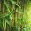 黄色の溝の種 -  Phyllostachys aureosulcata - Phyllostachys pubescens - シーズ