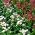 Százszorszép - rózsaszín - 600 magok - Bellis perennis