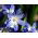 Chionodoxa forbesii - blå - pakke med 10 stk