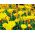 Oxalis, Sauerklee Golden Cape - 2 Zwiebeln