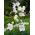 Balloon Flower - White - Platycodon grandiflorus - Elegant Perennial with Majestic Flowers - Fresh Seeds