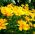 Krásnoočko nízké - Coreopsis tinctoria - Kompaktní sluneční milovníci, kvete od června do října - Čerstvá semena