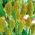Cirok - fekete - 60 magok - Sorghum nigrum
