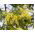 Sølvakacie - 20 frø - Acacia dealbata