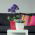 Kvadratisk blomkruka med fat - Coubi - 12 cm - Grafit - 