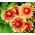Semințe de floare de floarea-soarelui - Gaillardia aristata - 300 de semințe