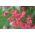 Graines d'Heuchère, Désespoir du Peintre - Heuchera sanguinea - 12500 graines
