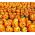 Dísztök - Jack O'Lantern - Hatalmas tökök – Halloween legszebbjei - Friss vetőmagok