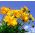 Krásnoočko nízké - Coreopsis tinctoria - Kompaktní sluneční milovníci, kvete od června do října - Čerstvá semena