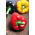 ピーマンの混合種子 - トウガラシの実 -  65種子 - Capsicum annuum - シーズ