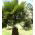 Cotton Palm, Desert Fan Palm seeds - Washingtonia filifera - 5 seeds