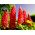 Lupino - My Castle - Lupinus polyphyllus - Maestose spighe cremisi, ideali per fiori recisi - Semi Freschi