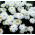 Crazy Daisy, hạt Snowdrift - hoa cúc tối đa fl.pl - 160 hạt - Chrysanthemum maximum fl. pl. Crazy Daisy