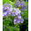 Almindelig jakobsstige - 300 frø - Polemonium caeruleum