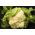 Cavolfiore - Rober - 270 semi - Brassica oleracea L. var.botrytis L.