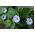 Spuldzeņu nikandra - Nicandra physalodes - Izaug līdz 90 cm, piemērots savvaļas dārziem - Svaigas sēklas