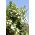 بذور الآس - Myrtus communis - 18 بذور - Myrtus communis L. - ابذرة