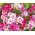 Atlasblomma - blandning - Godetia grandiflora - Flerfärgade blommor, fantastiska för snittarrangemang - Färska frön