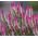 Celosía Spicata - Flamingo - Celosia spicata - Elegantes espigones bicolores - Semillas frescas