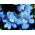 Nemesia Blue Gem semințe - Nemesia strumosa - 1000 de semințe - Nemezis strumosa