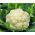 Cavolfiore - Rober - 270 semi - Brassica oleracea L. var.botrytis L.