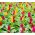 Celosia Plumosa - Mixed - Celosia argentea var. plumosa - Plush Blooms, Captivating Displays - Fresh Seeds