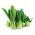 Använda - Pak - Choi - 500 frön - Brassica rapa subsp. chinensis
