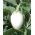 Aubergine - Golden Eggs - 25 frön - Solanum melongena